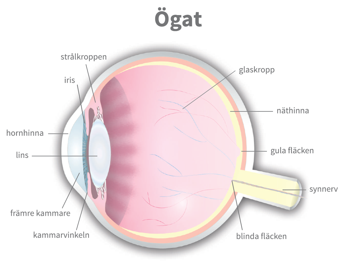 Ögats anatomi