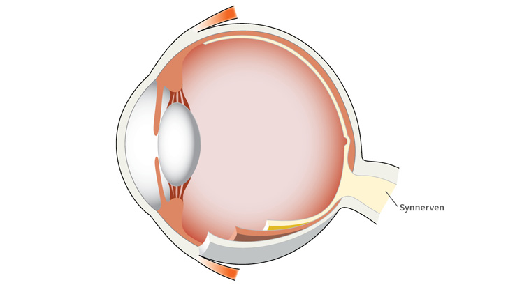 Synnerven leder synintrycken till syncentrum i hjärnan.