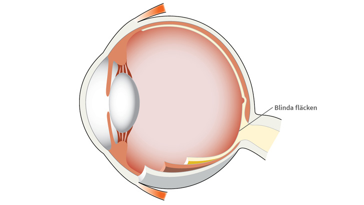 Blinda fläcken (papillen) är ett område på näthinnan som saknar ljuskänsliga synceller (fotoreceptorer).